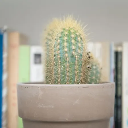 フラッタード トゥ ビー アパート リスボン